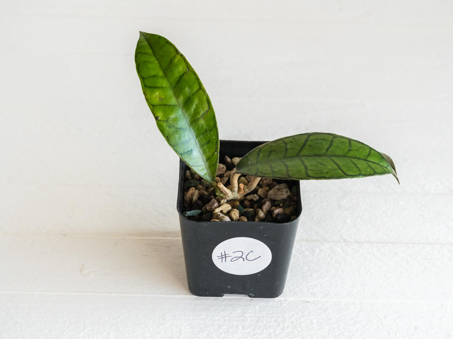 Hoya gunung gading | 2-Inch