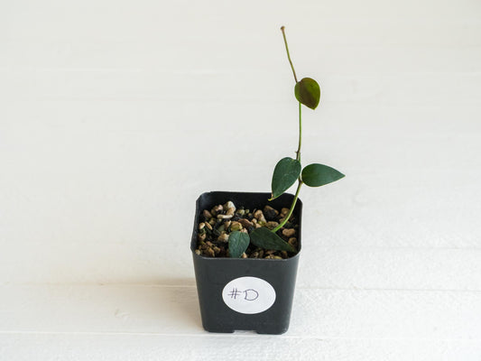 Hoya carrii (NS13-064) | 2-Inch