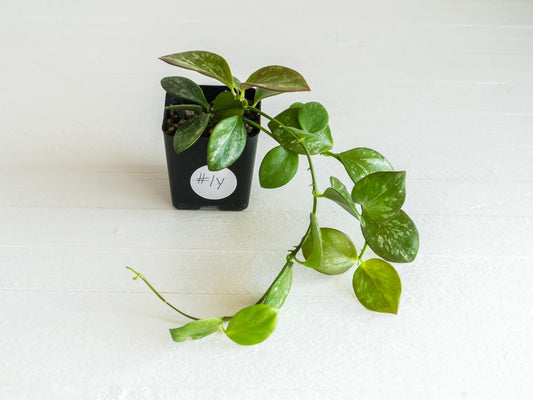 Hoya collina (IR-26) | 2-Inch