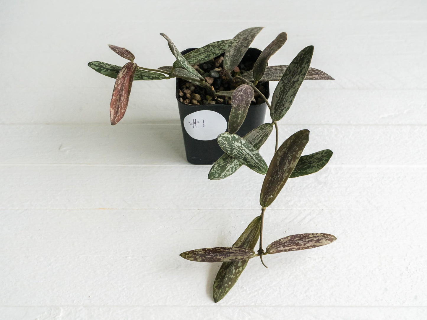 Hoya sigillatis | 2-Inch