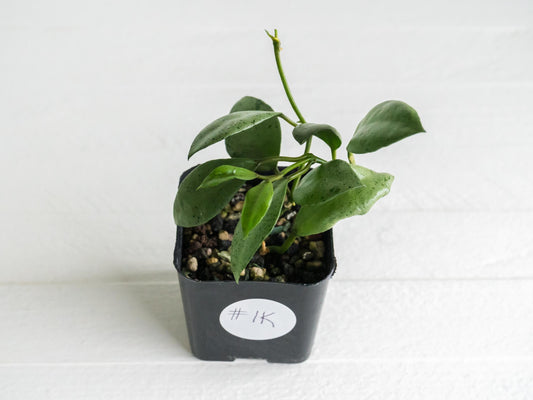 Hoya lacunosa 'Silver Mint Coin' | 2-Inch