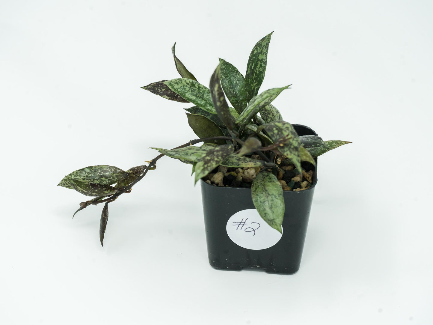 Hoya lacunosa ‘Royal Flush’ | 2-Inch