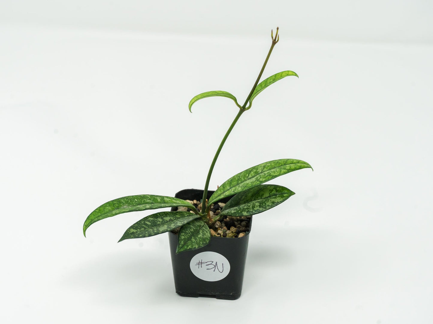 Hoya crassipetiolata (Splash) | 2-Inch