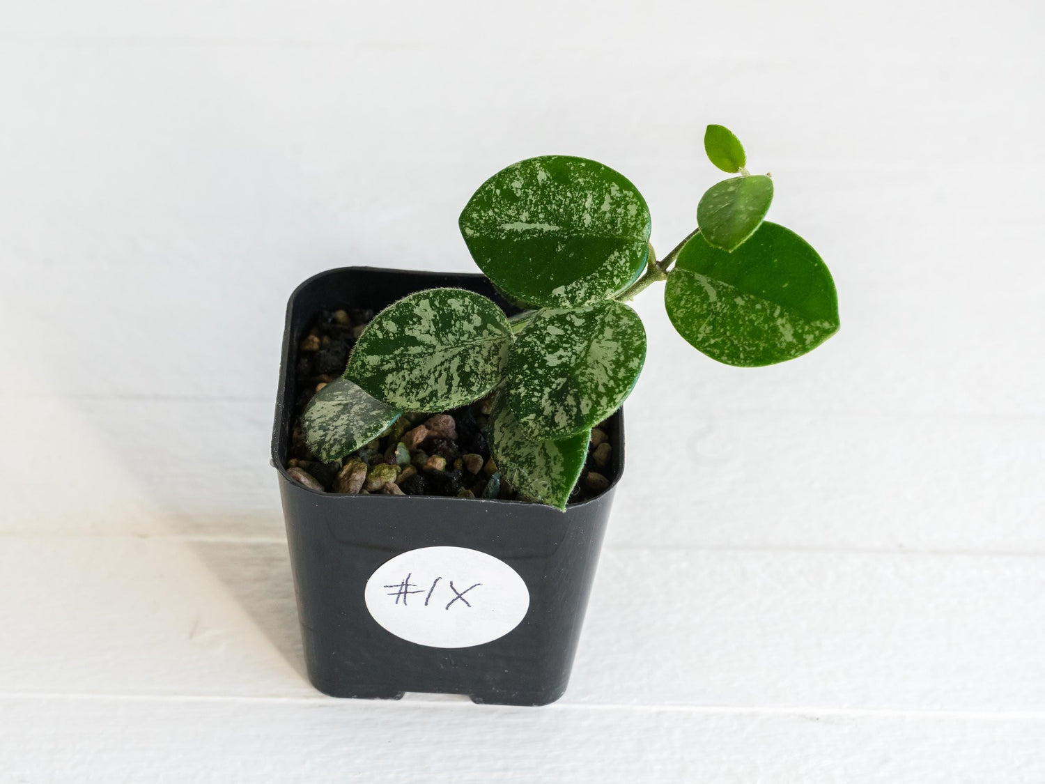 Hoya 'Mathilde' (Splash) | 2-Inch