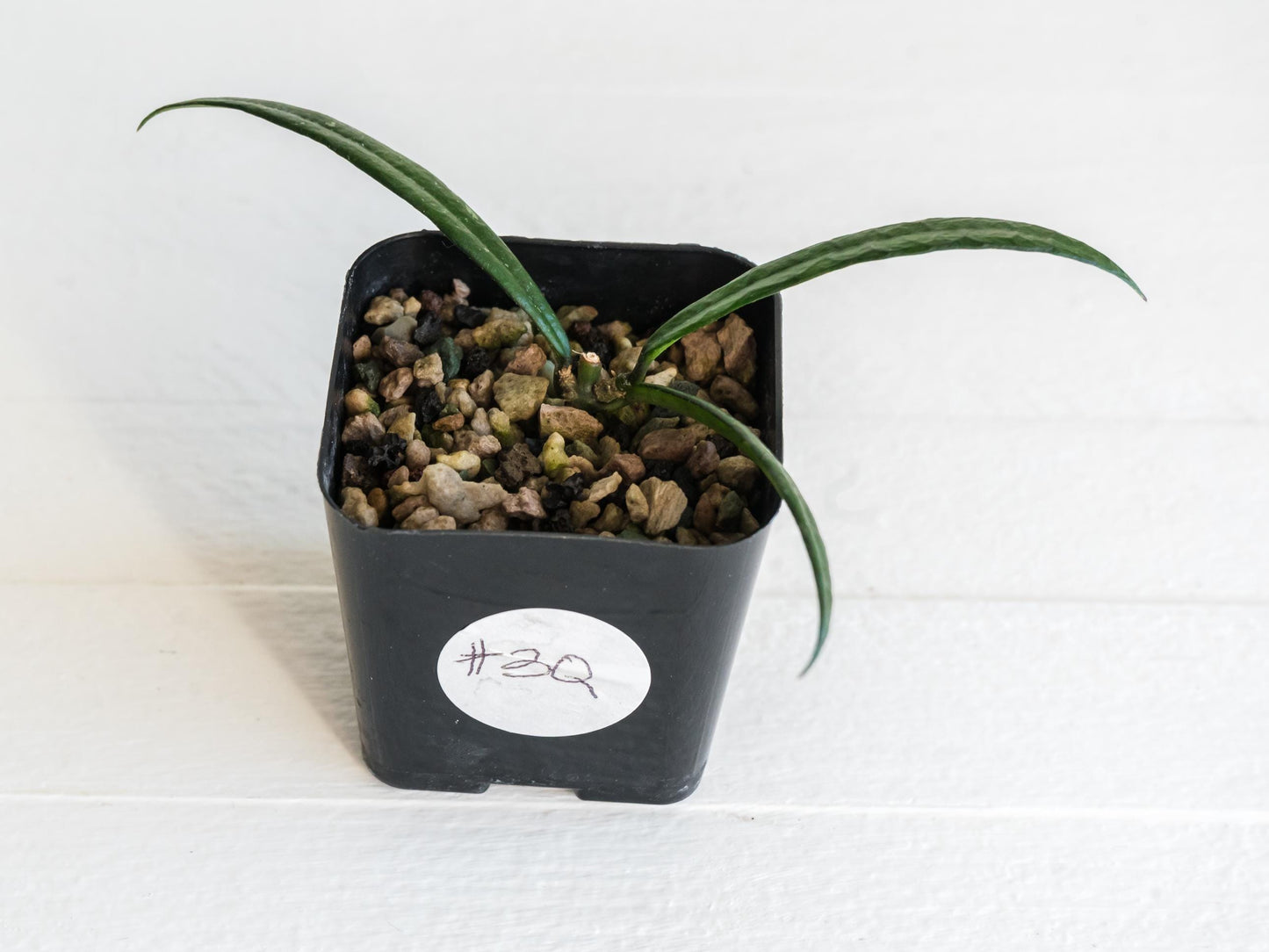 Hoya pauciflora | 2-Inch