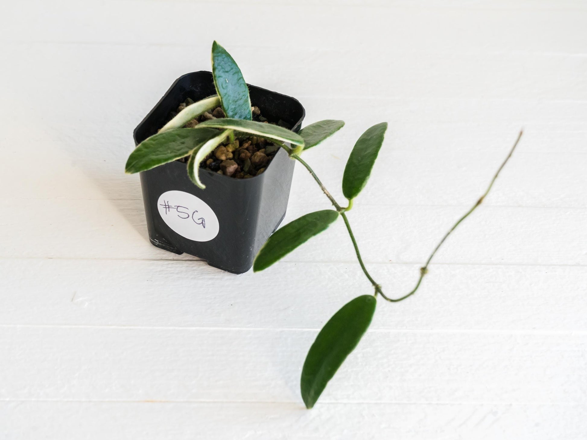 Hoya lyi 'Prism' (Pink Flower) | 2-Inch