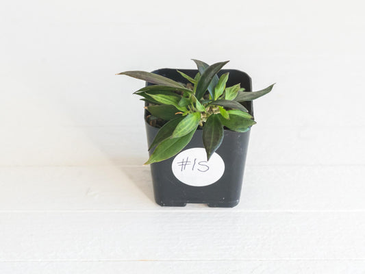 Hoya microdwarf (NS12-323) | 2-Inch