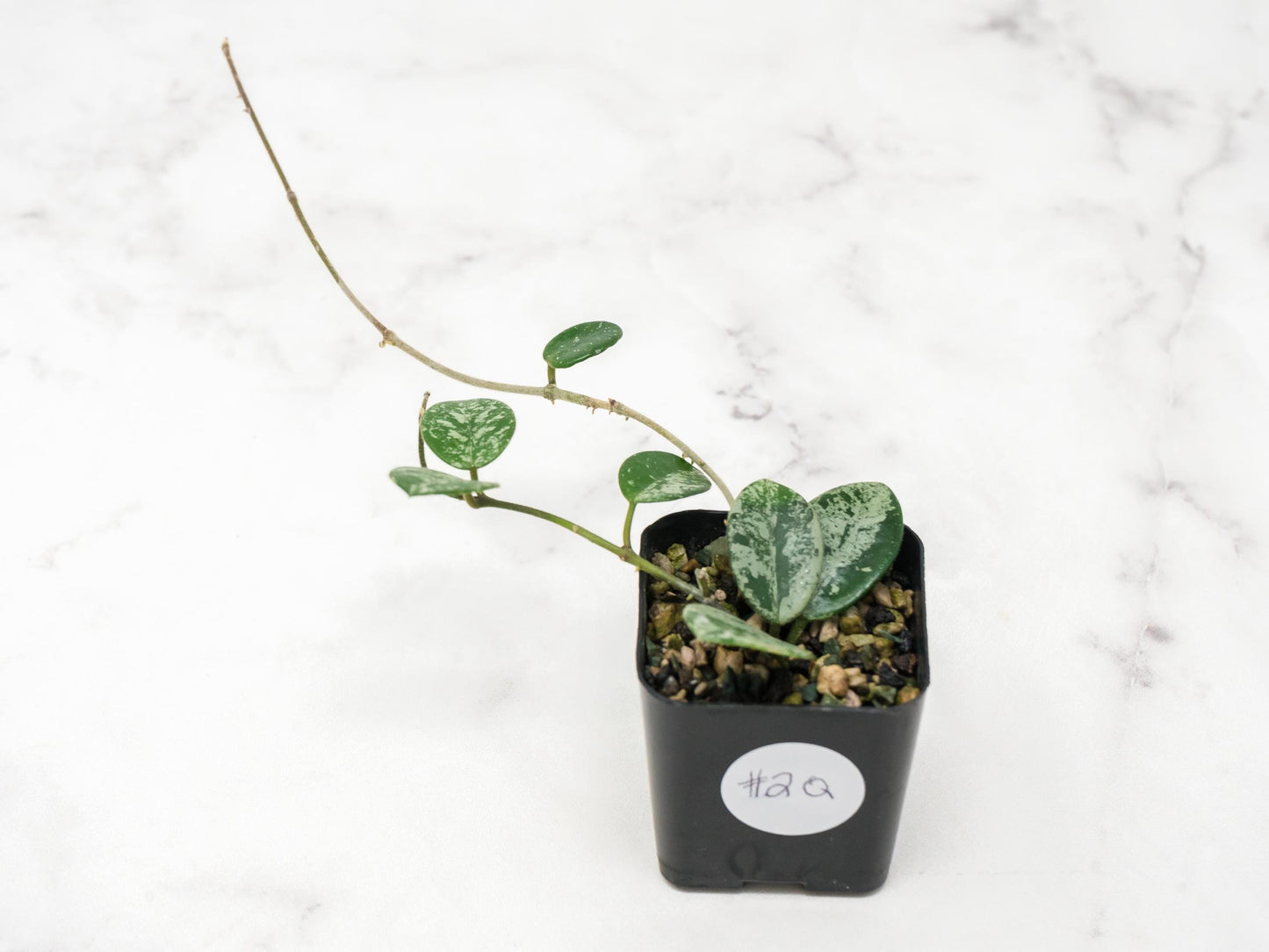 Hoya 'Mathilde' (Splash) | 2-Inch