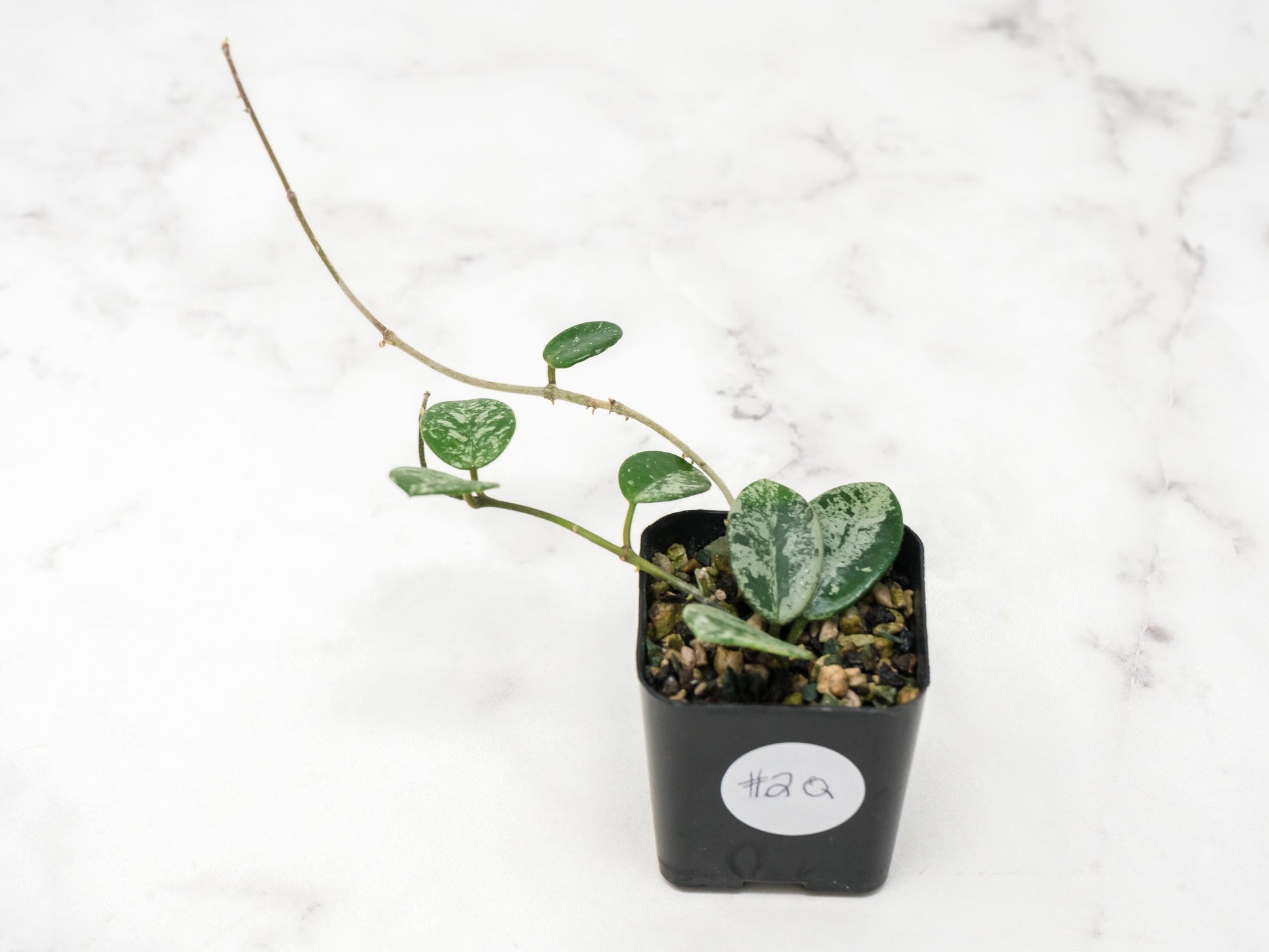 Hoya 'Mathilde' (Splash) | 2-Inch