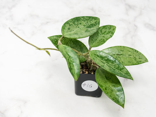 Hoya 'Rime' (Splash) | 2-Inch