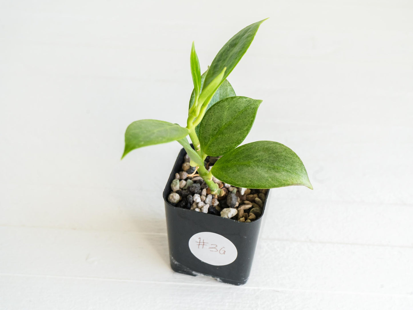 Hoya obscura (Silver) | 2-Inch