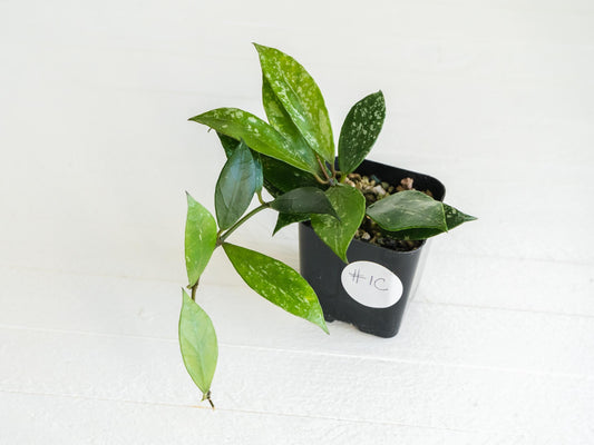 Hoya 'Rebecca' (Splash) | 2-Inch