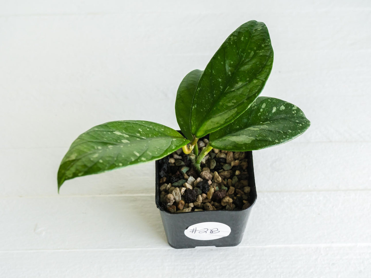 Hoya Lai Chau (Splash) | 2-Inch