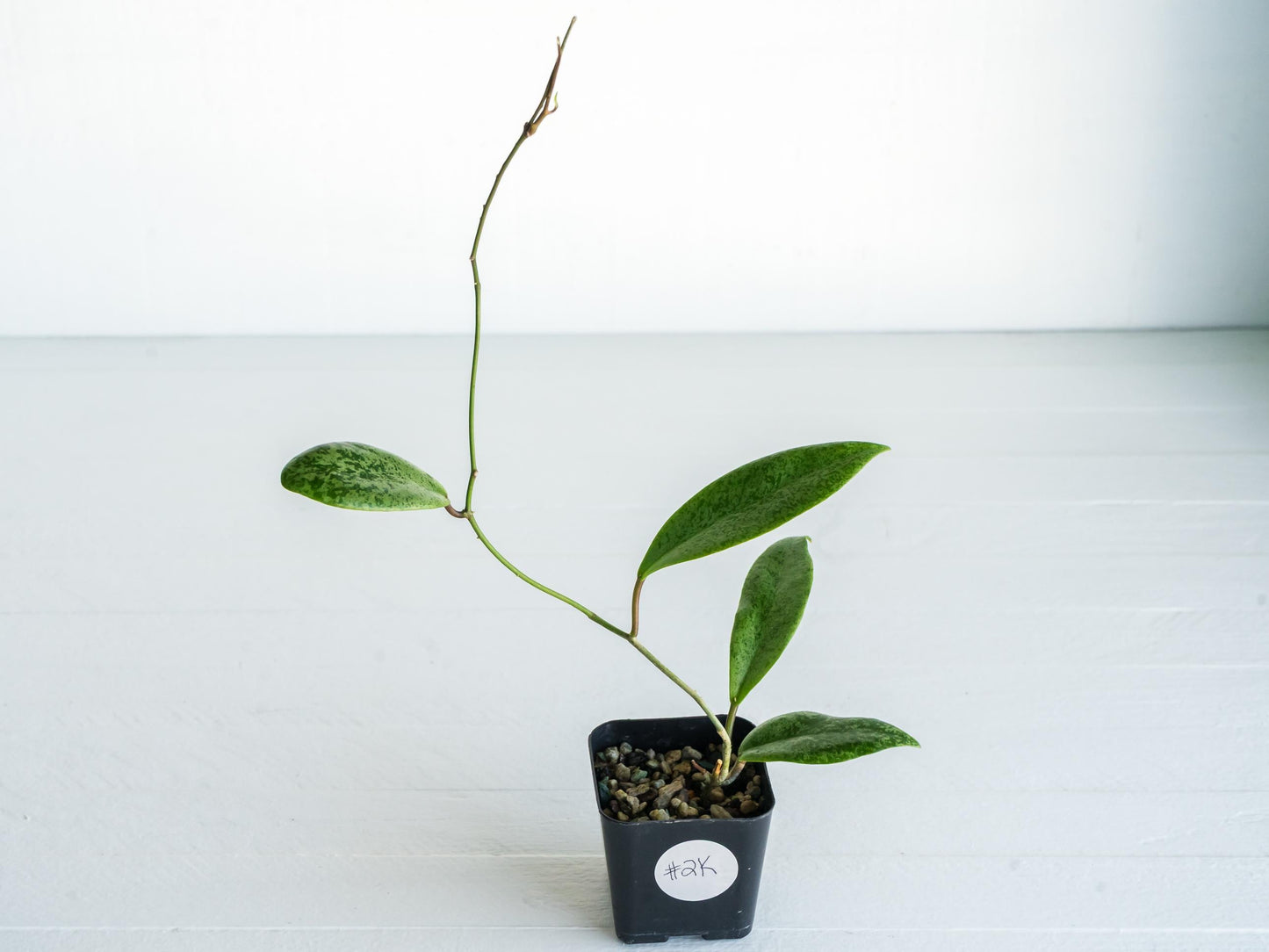 Hoya 'Jita Silver' | 2-Inch