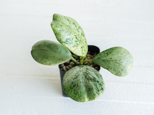 Hoya chiang dao (Silver) | 2-Inch