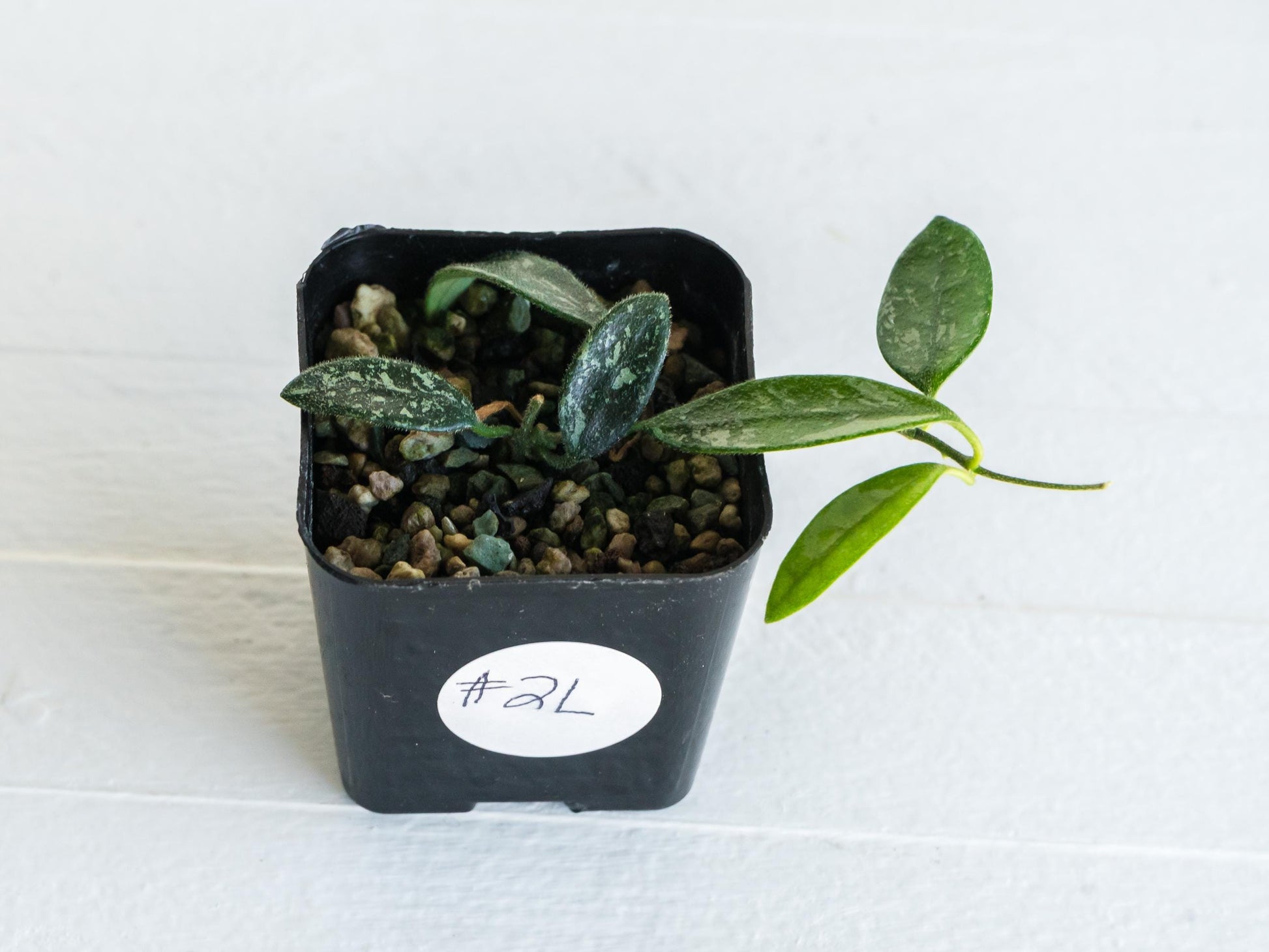 Hoya lima (Splash) | 2-Inch