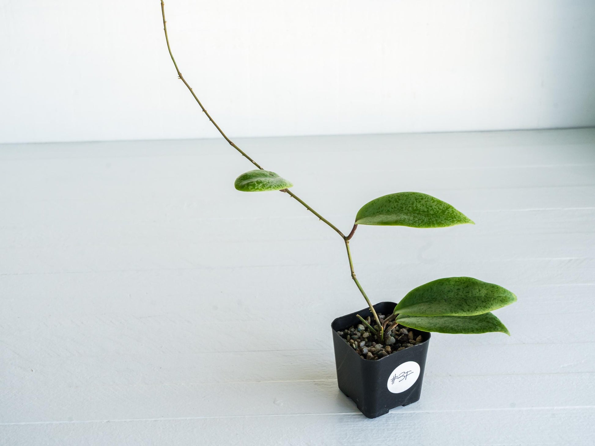 Hoya 'Jita Silver' | 2-Inch