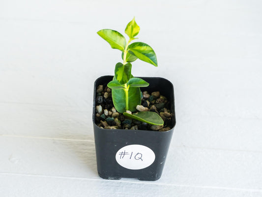 Hoya cumingiana (Inner Variegated) | 2-Inch