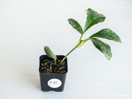 Hoya waymaniae 'Cloudy Sky' | 2-Inch