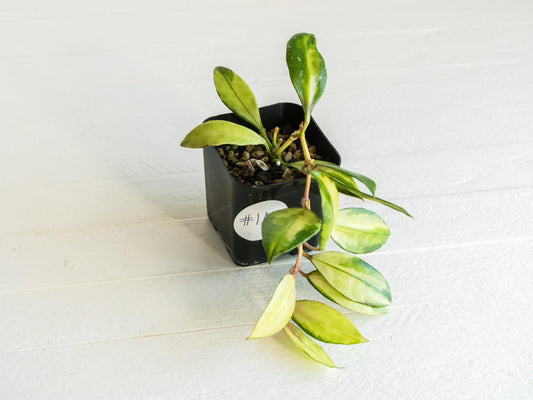 Hoya walliniana (Inner Variegated) | 2-Inch