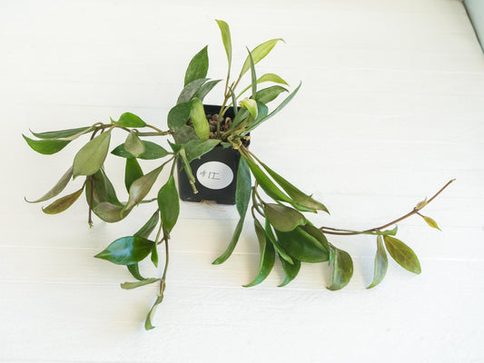 Hoya 'Rebecca' | 2-Inch