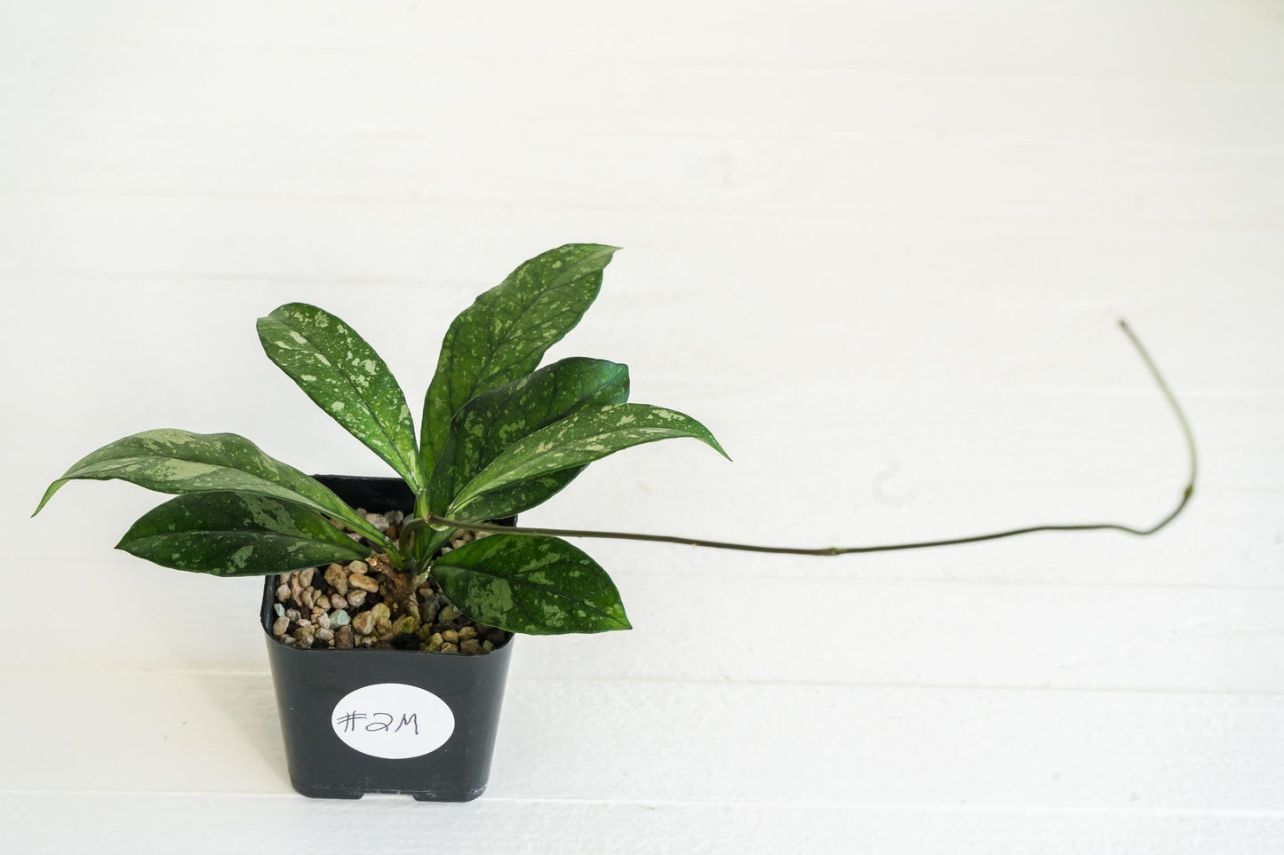 Hoya crassipetiolata (Splash) | 2-Inch