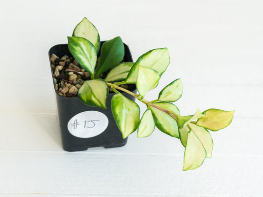 Hoya heuschkeliana (Inner Variegated)| 2-Inch