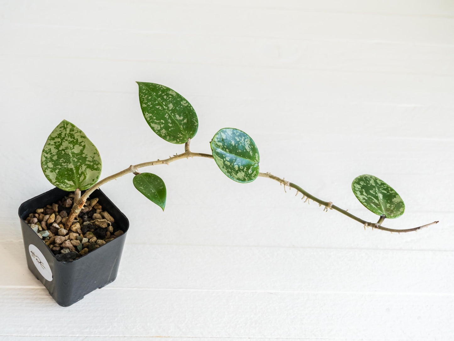 Hoya verticillata (EPC-997) | 2-Inch