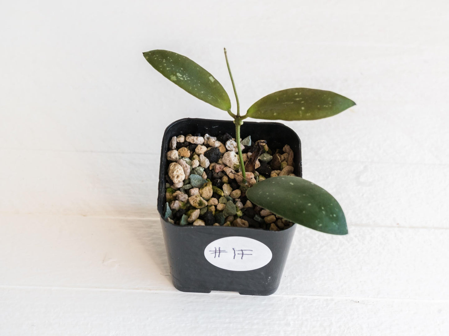 Hoya sabah 'Dragonfly' (EPC-960) | 2-Inch