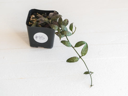 Hoya lacunosa 'Perangin Durian' IML-1896 | 2-Inch