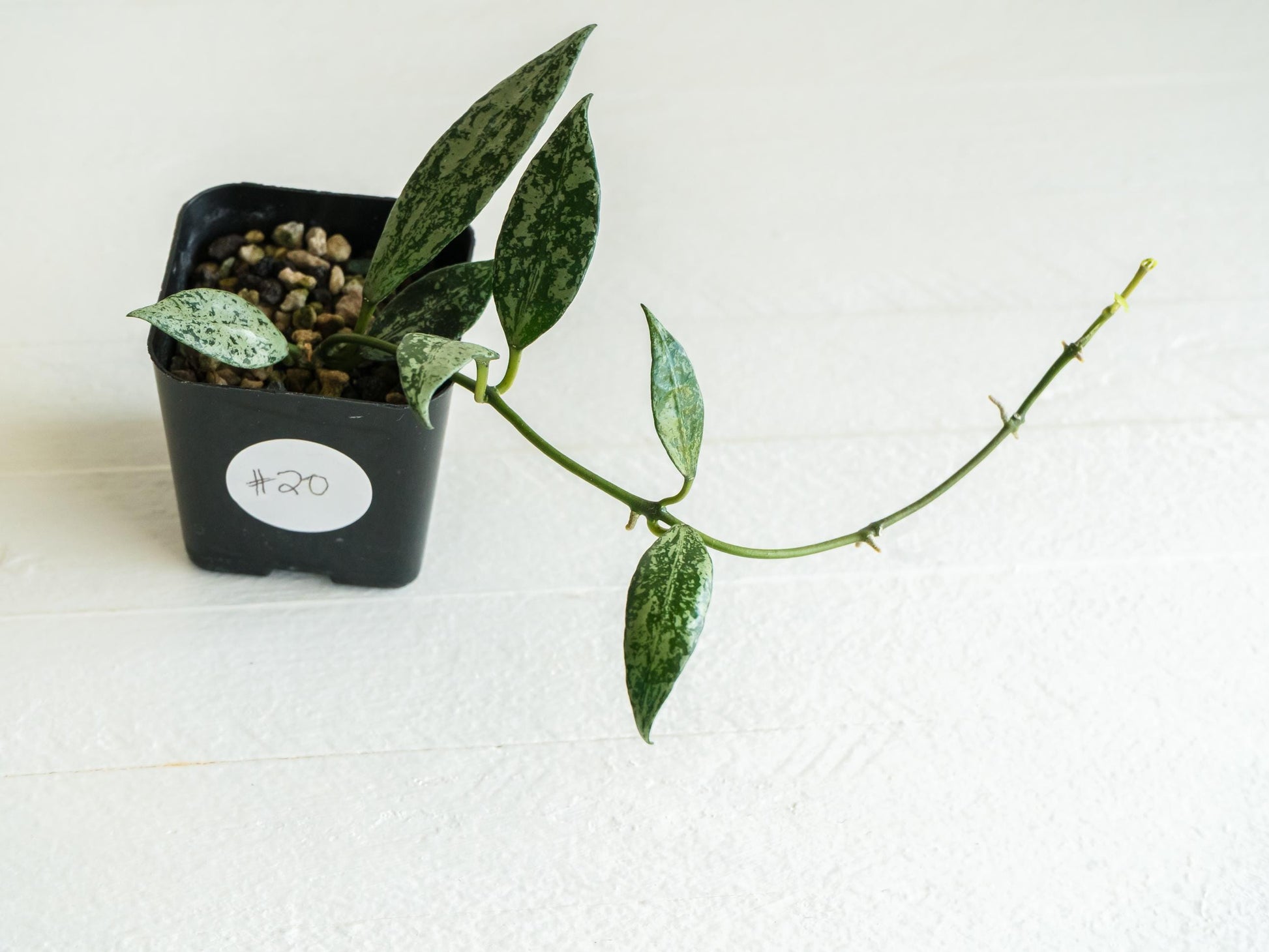 Hoya lacunosa 'Silver Lime' | 2-Inch