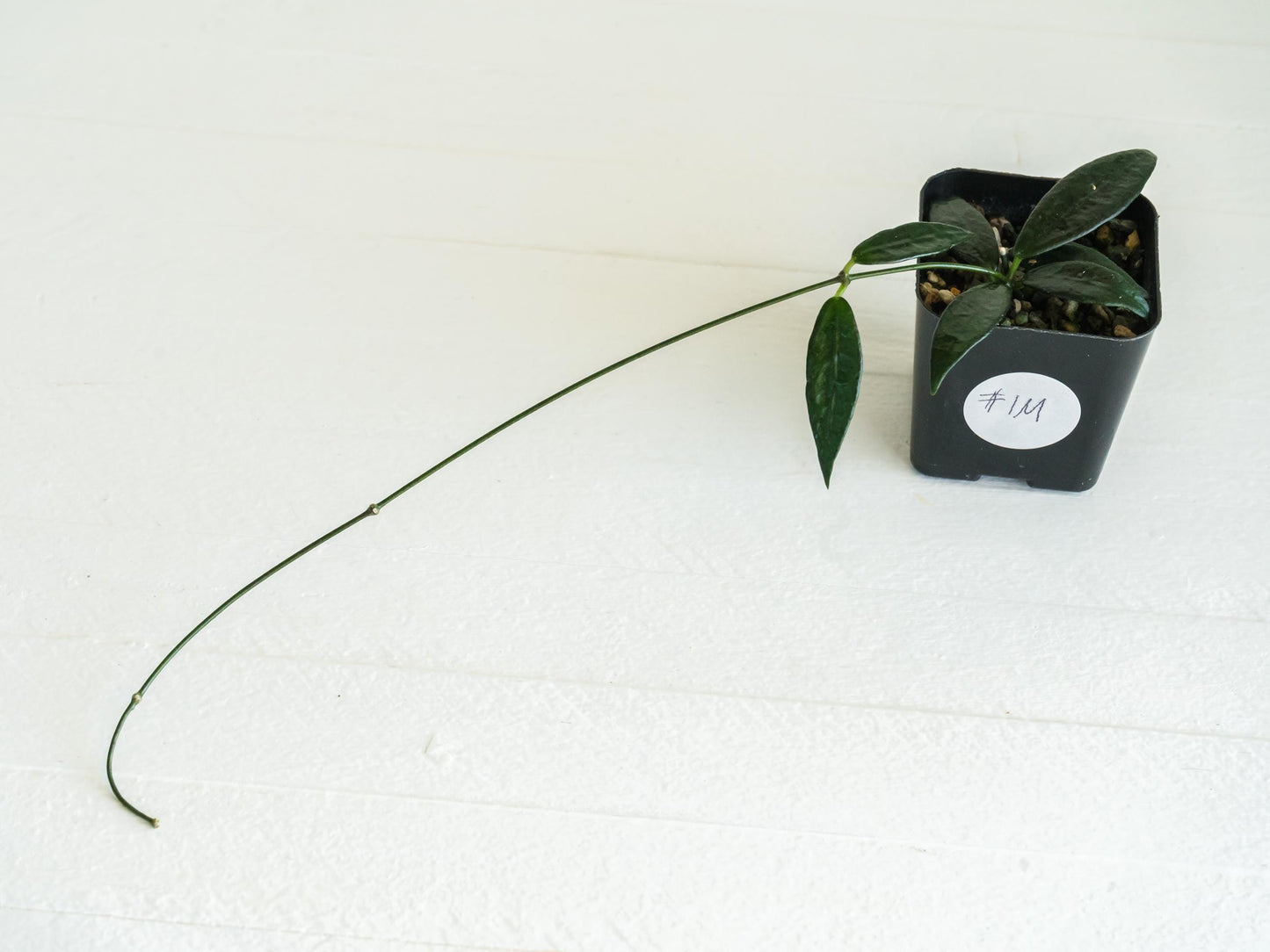 Dischidia GPS-88 | 2-Inch FKA as a Hoya