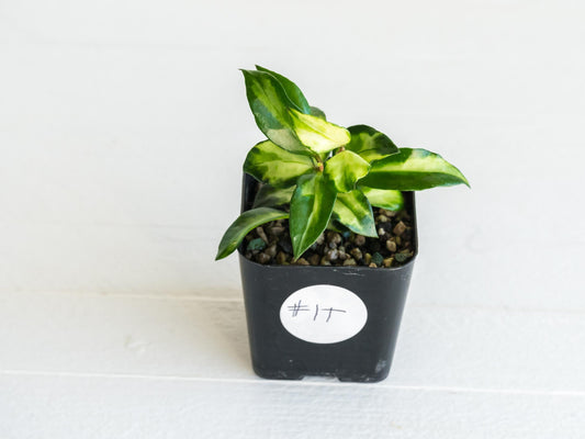 Hoya lacunosa 'Tricolor Bruno' | 2-Inch