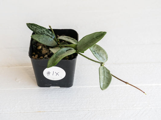 Hoya lima (Silver) | 2-Inch