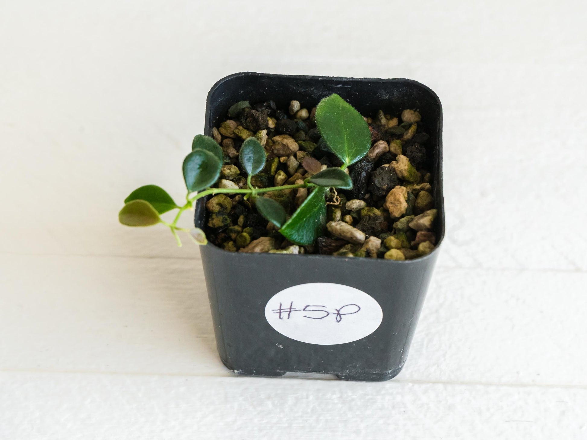 Hoya papua (PNG IM-08) | 2-Inch