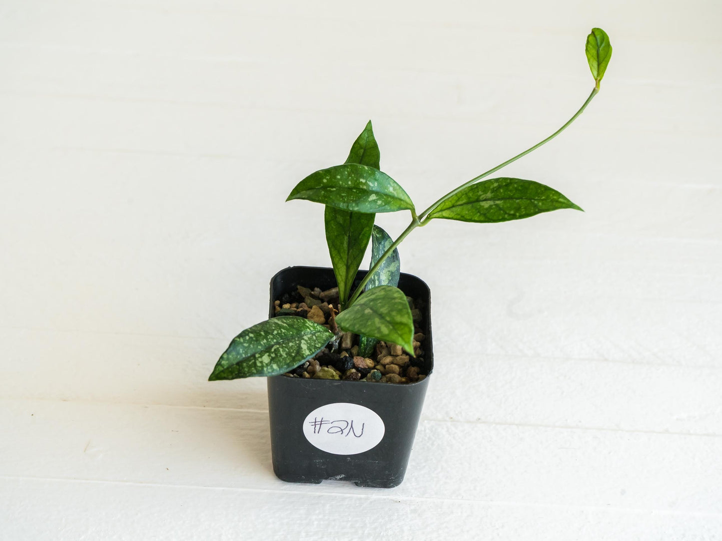 Hoya crassipetiolata (Splash) | 2-Inch