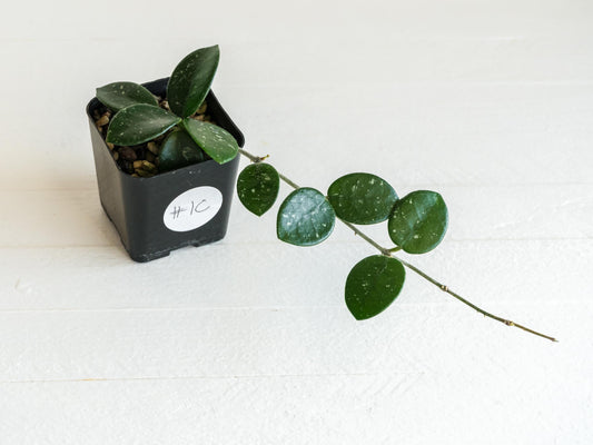 Hoya 'Mathilde' | 2-Inch
