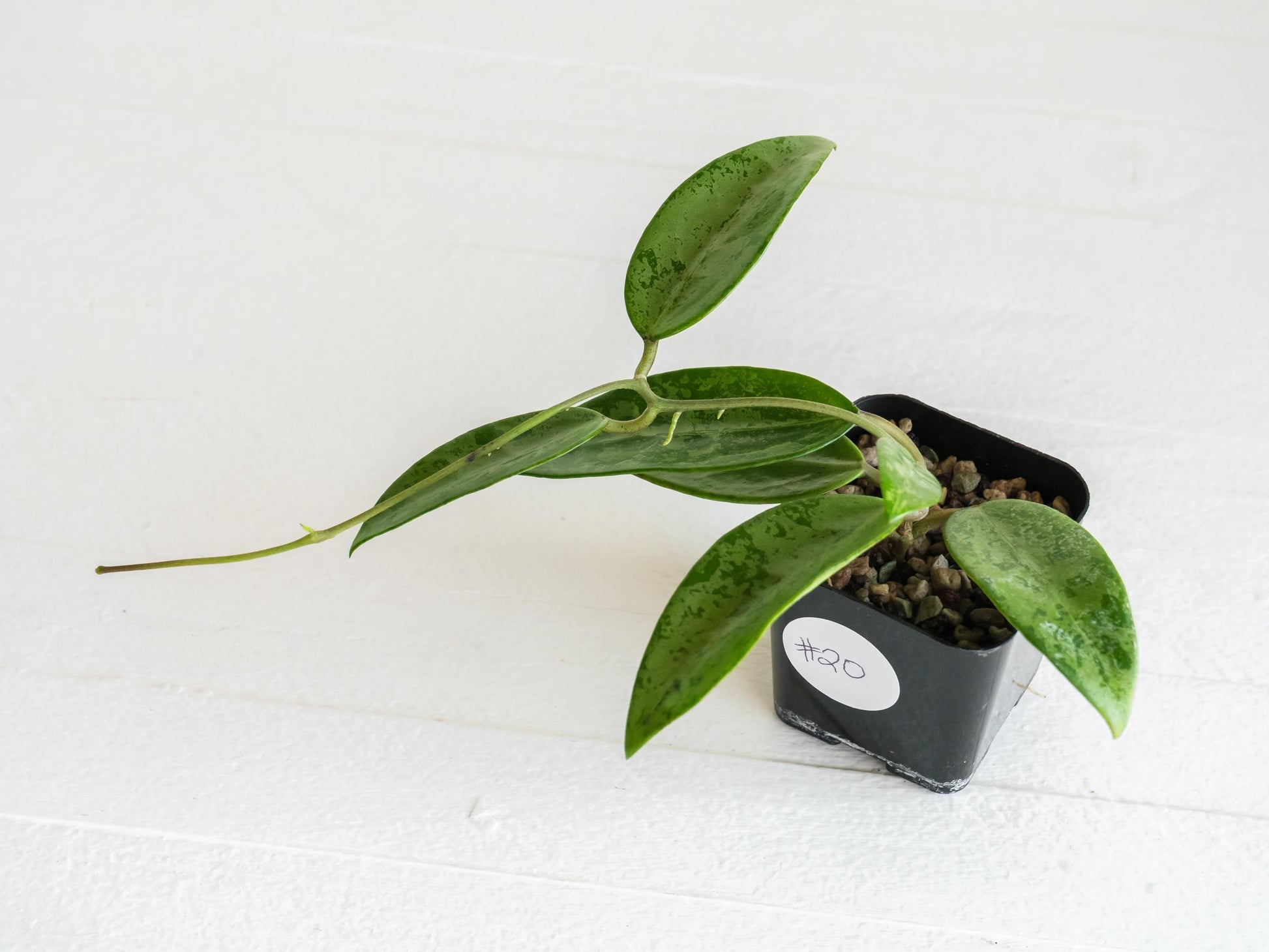 Hoya 'Rime' (Splash) | 2-Inch