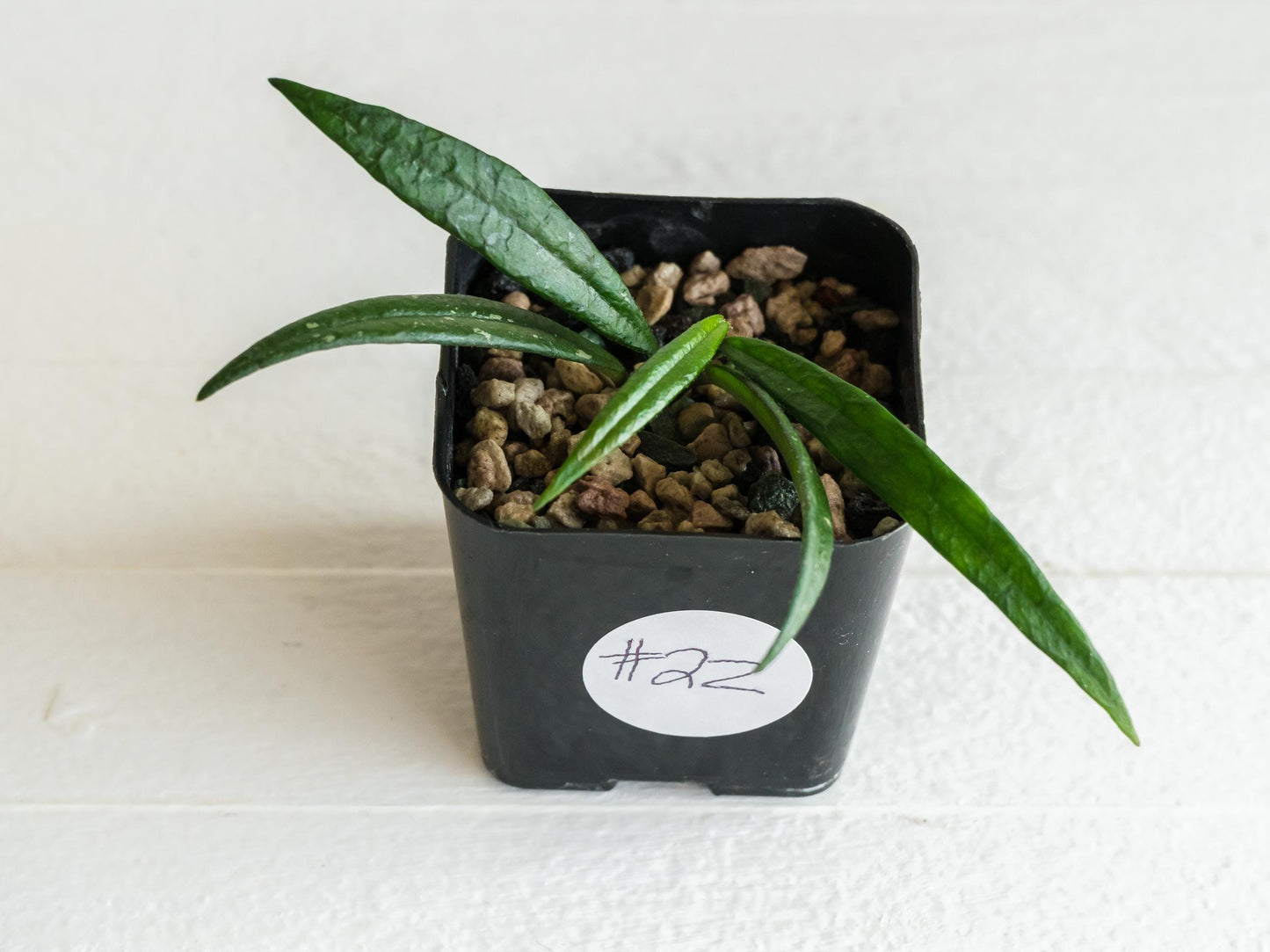 Hoya pauciflora | 2-Inch