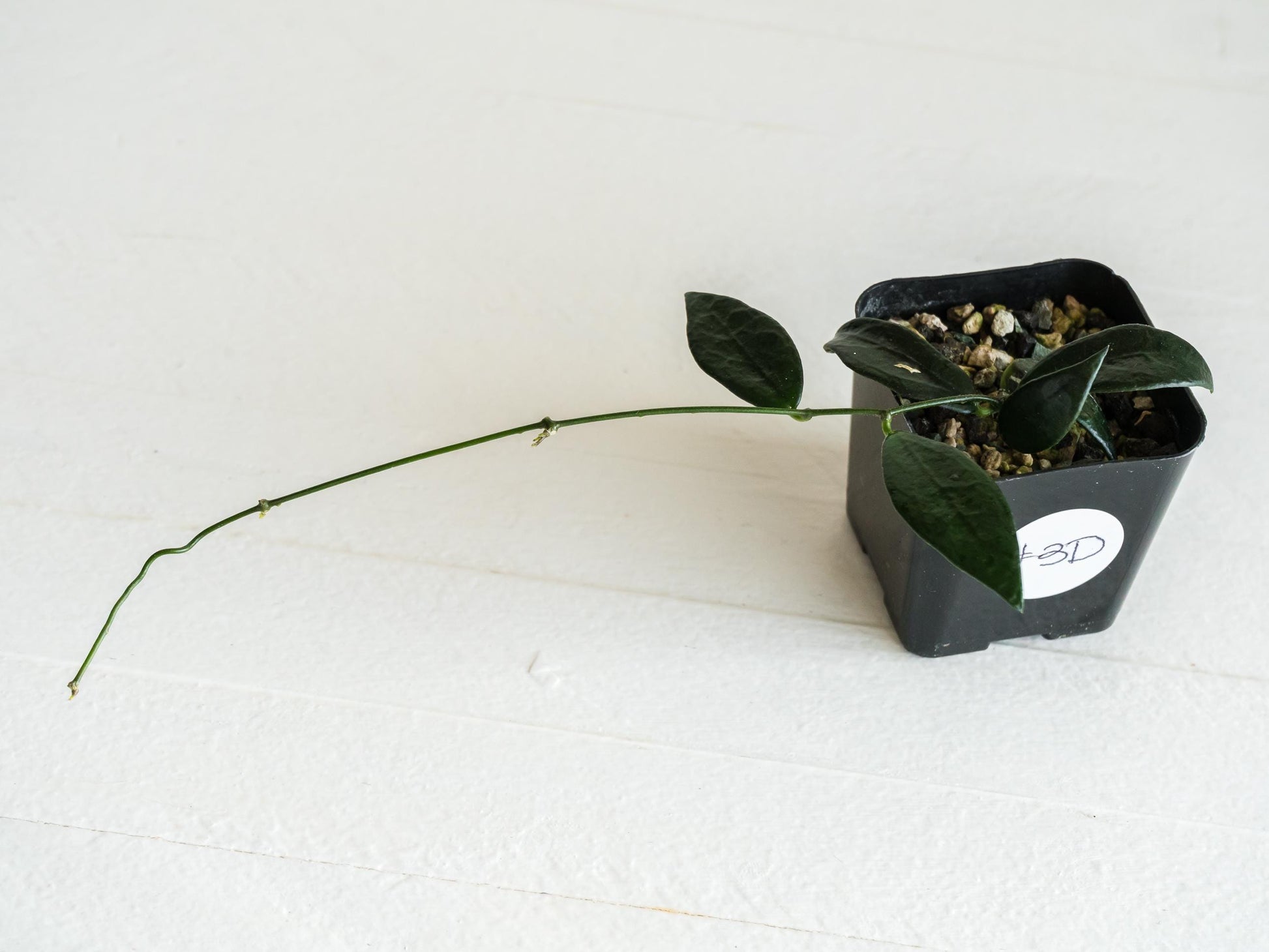 Dischidia GPS-88 | 2-Inch FKA as a Hoya