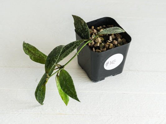 Hoya lacunosa 'Laos Full Splash' | 2-Inch