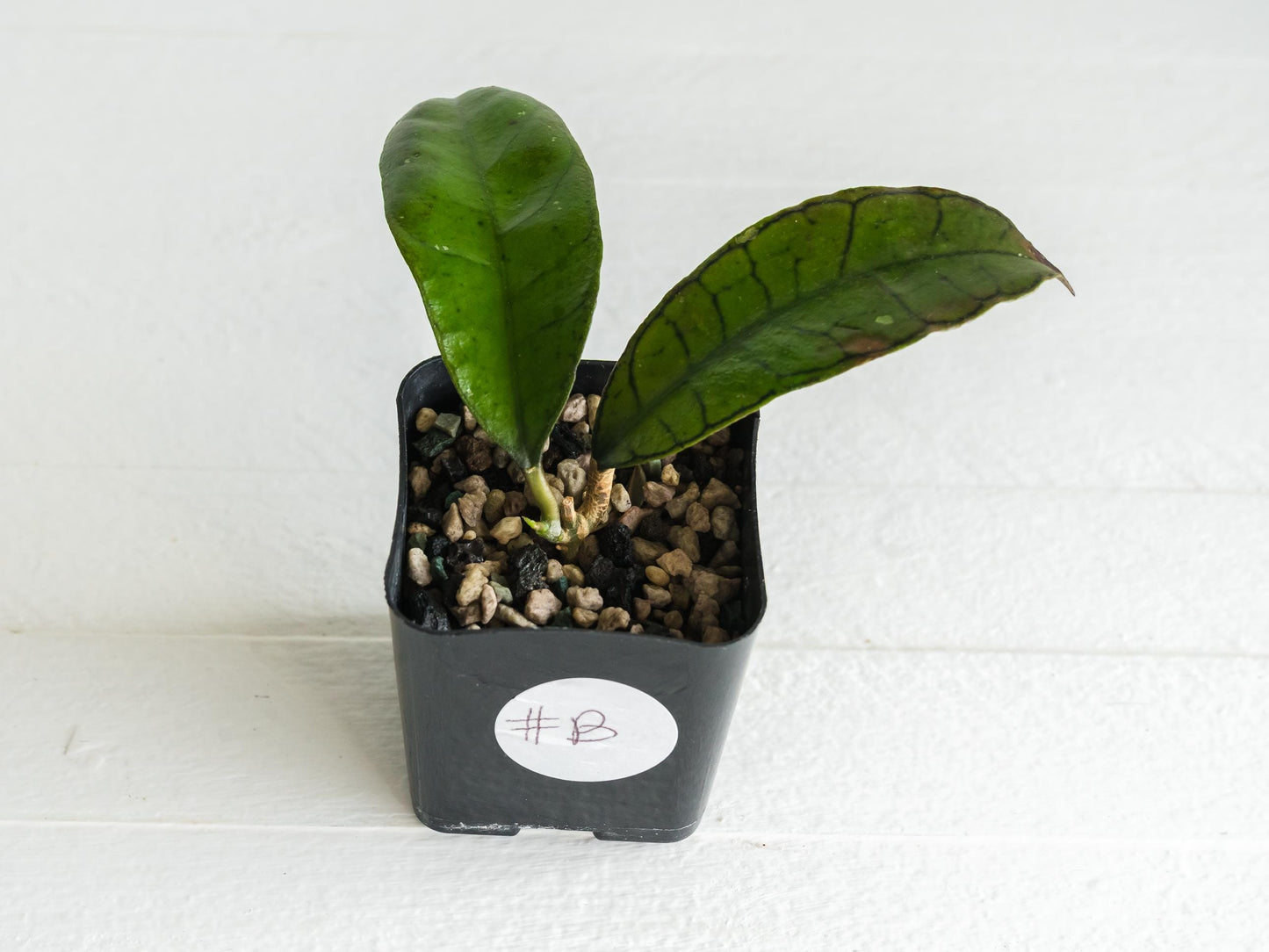 Hoya gunung gading | 2-Inch