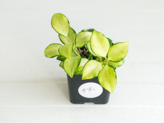 Hoya heuschkeliana (Inner Variegated)| 2-Inch
