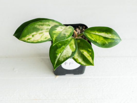 Hoya carnosa 'Madara Green Edge' | 2-Inch