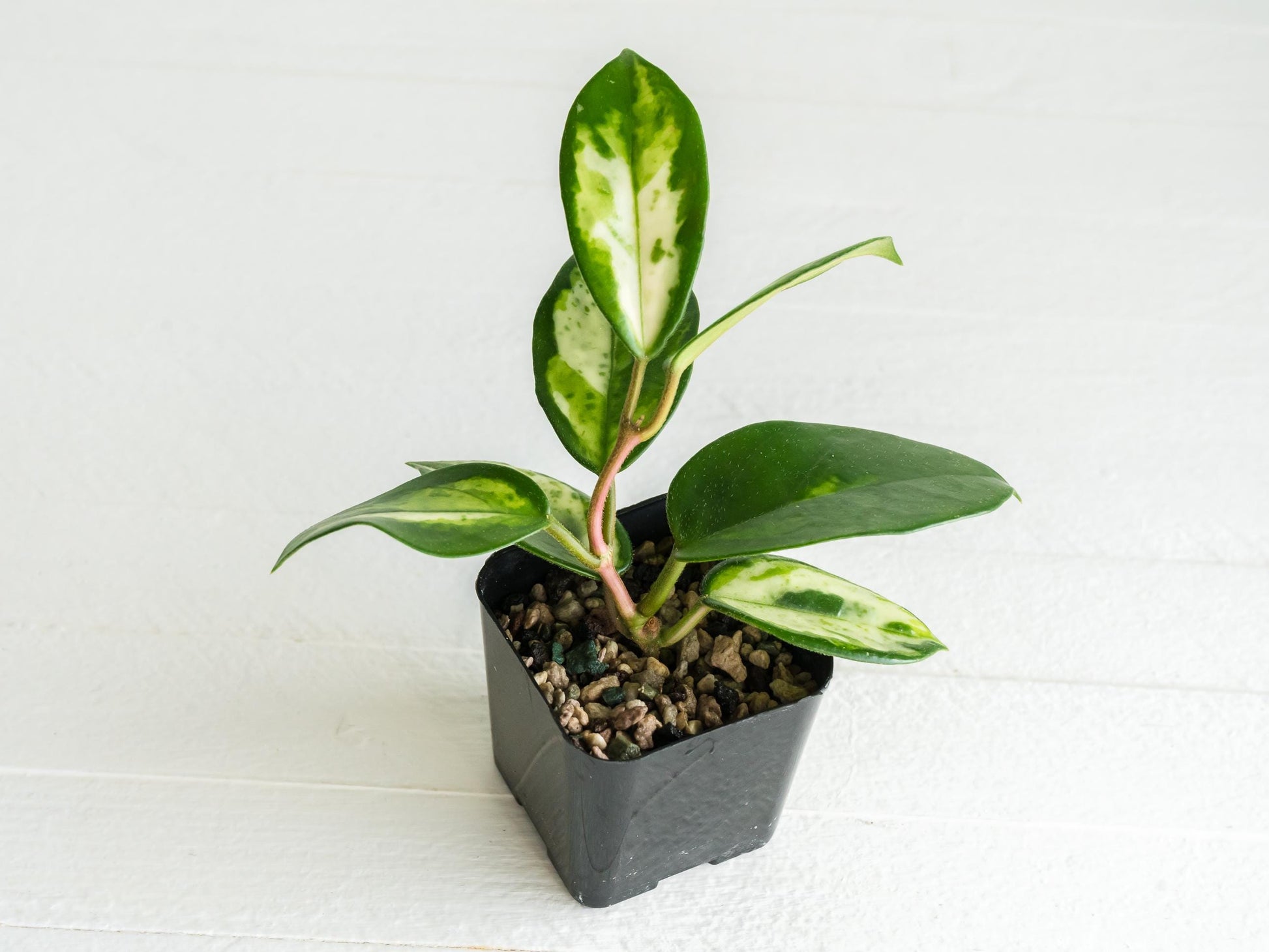 Hoya carnosa 'Madara Green Edge' | 2-Inch