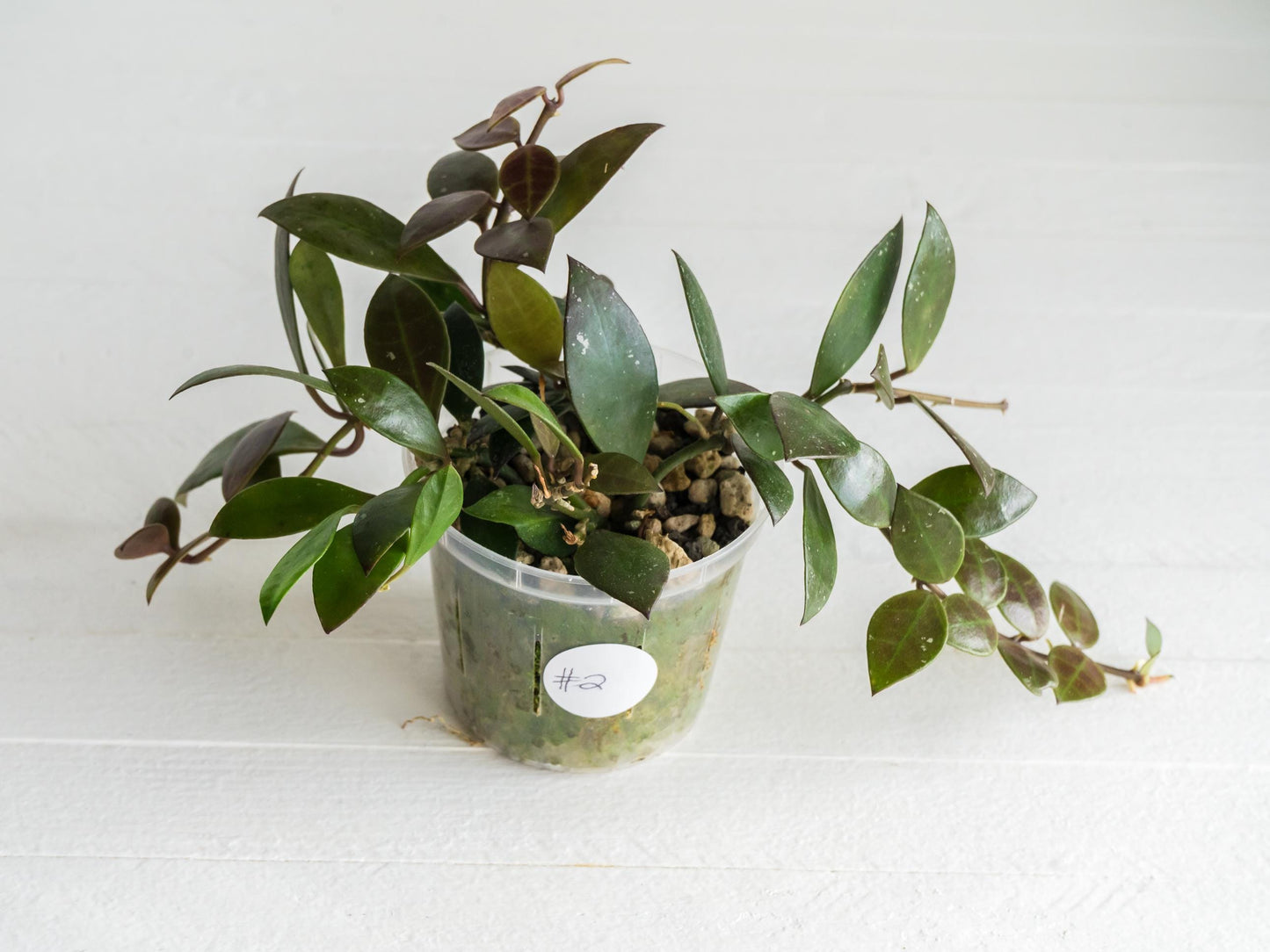 Hoya sipitangensis | 3-Inch