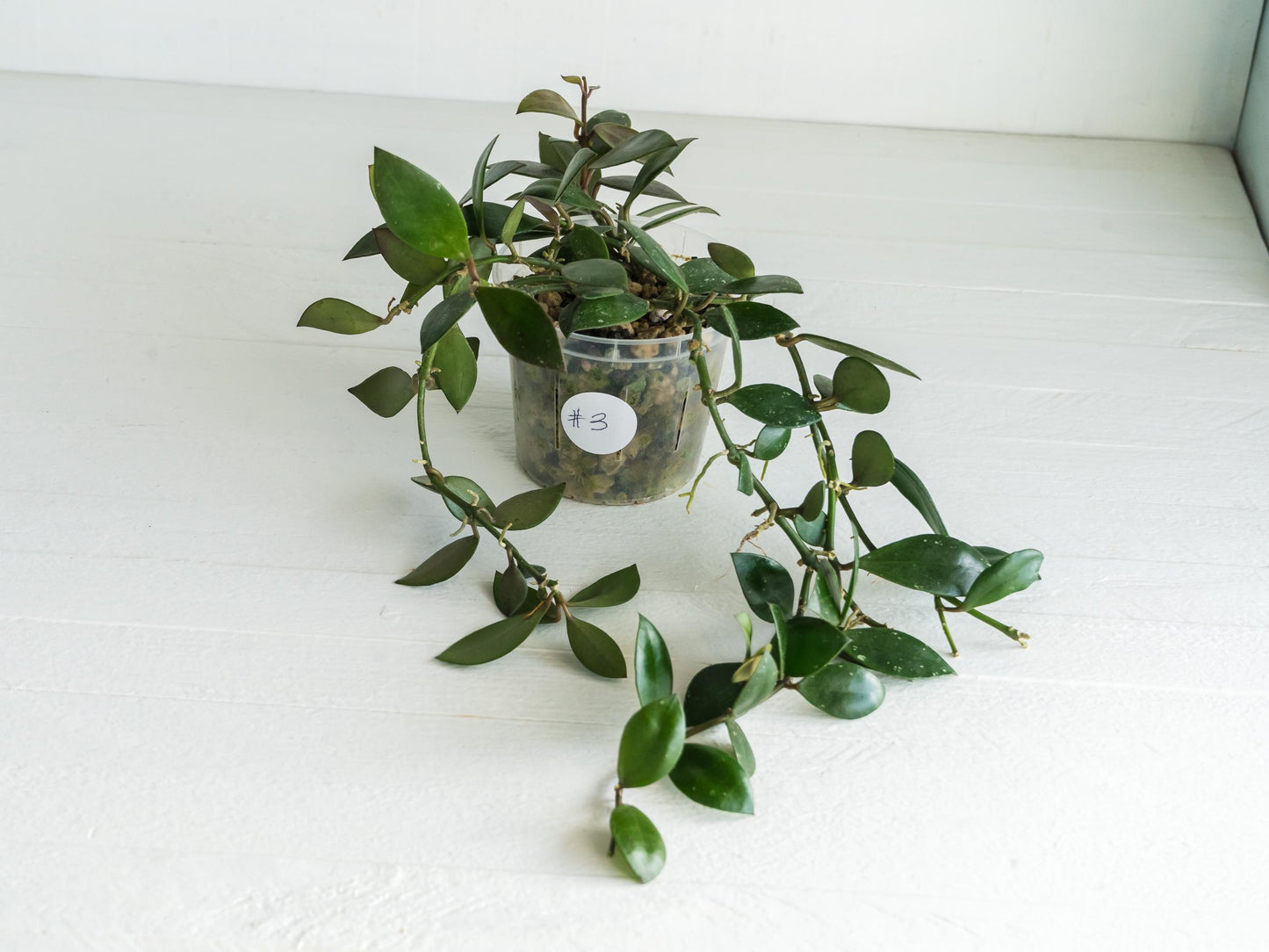 Hoya sipitangensis | 3-Inch