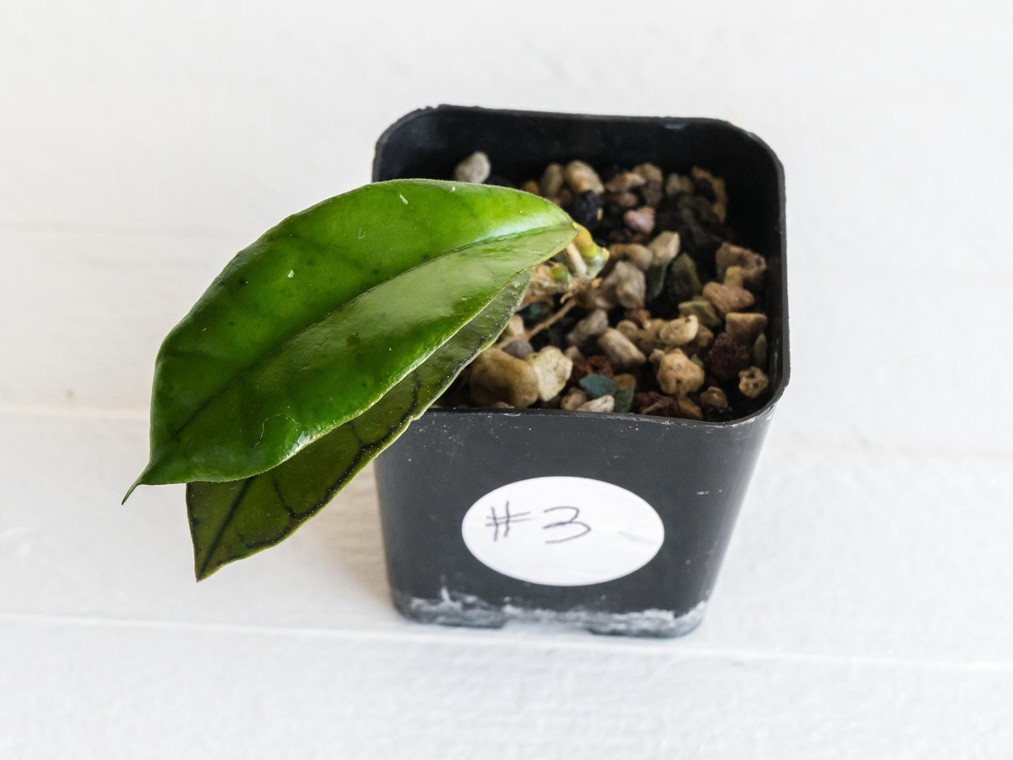 Hoya gunung gading | 2-Inch