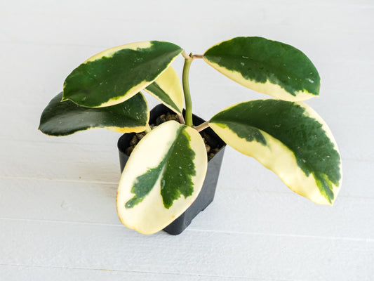 Hoya easo daklak | 2-Inch