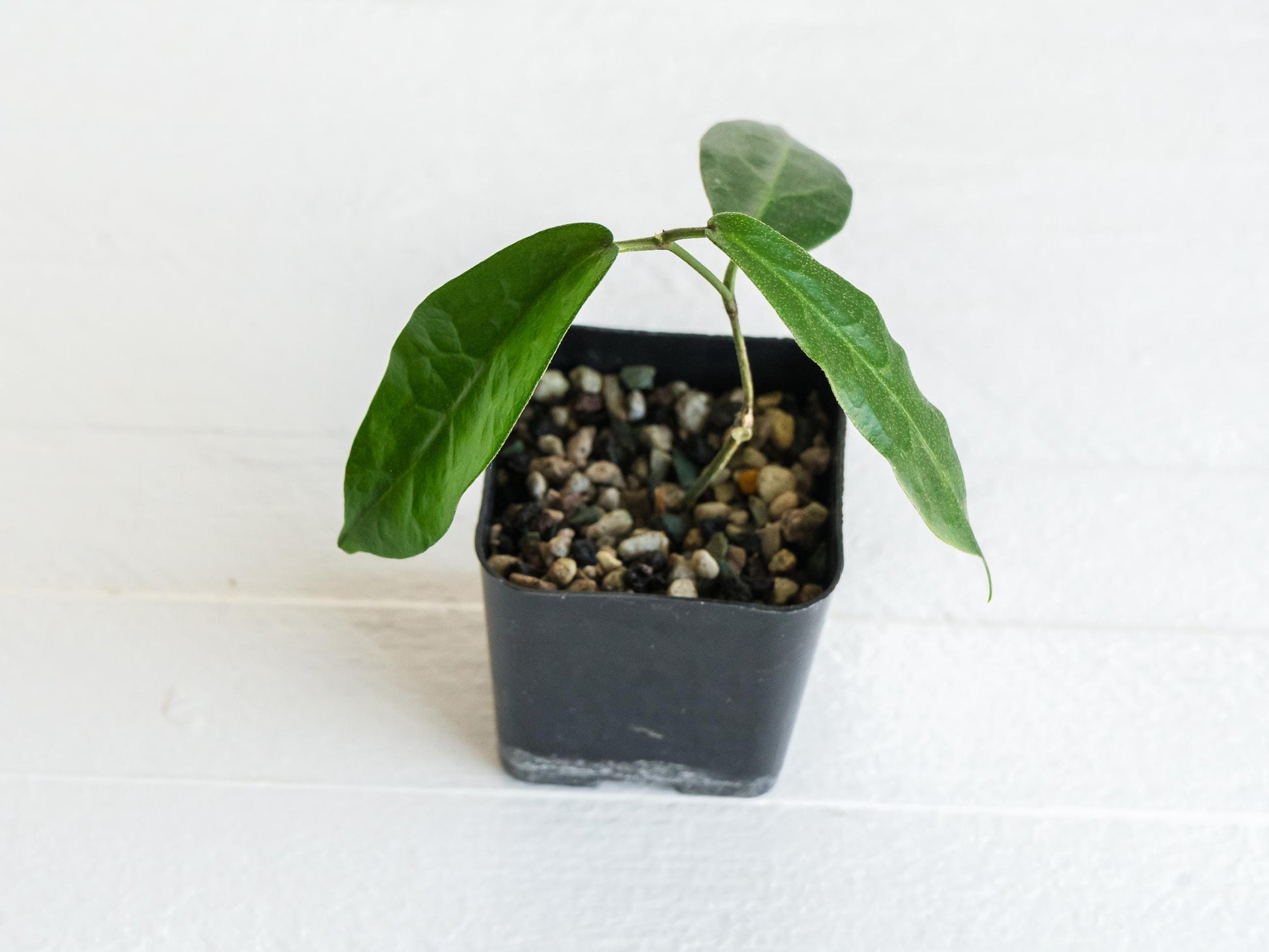 Hoya megalaster | 2-Inch